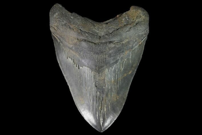 Serrated, Fossil Megalodon Tooth - South Carolina #93266